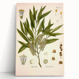 Vintage Botanical Illustration of Melaleuca Art Print