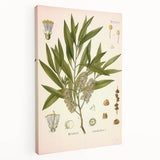 Vintage Botanical Illustration of Melaleuca Art Print