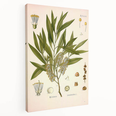 Vintage Botanical Illustration of Melaleuca Art Print
