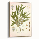 Vintage Botanical Illustration of Melaleuca Art Print