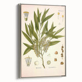 Vintage Botanical Illustration of Melaleuca Art Print