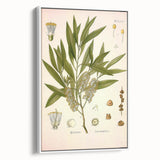 Vintage Botanical Illustration of Melaleuca Art Print
