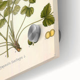 Vintage Botanical Illustration of Pimpinella Plant Art Print