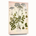 Vintage Botanical Illustration of Pimpinella Plant Art Print