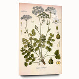 Vintage Botanical Illustration of Pimpinella Plant Art Print