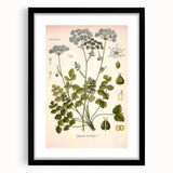 Vintage Botanical Illustration of Pimpinella Plant Art Print