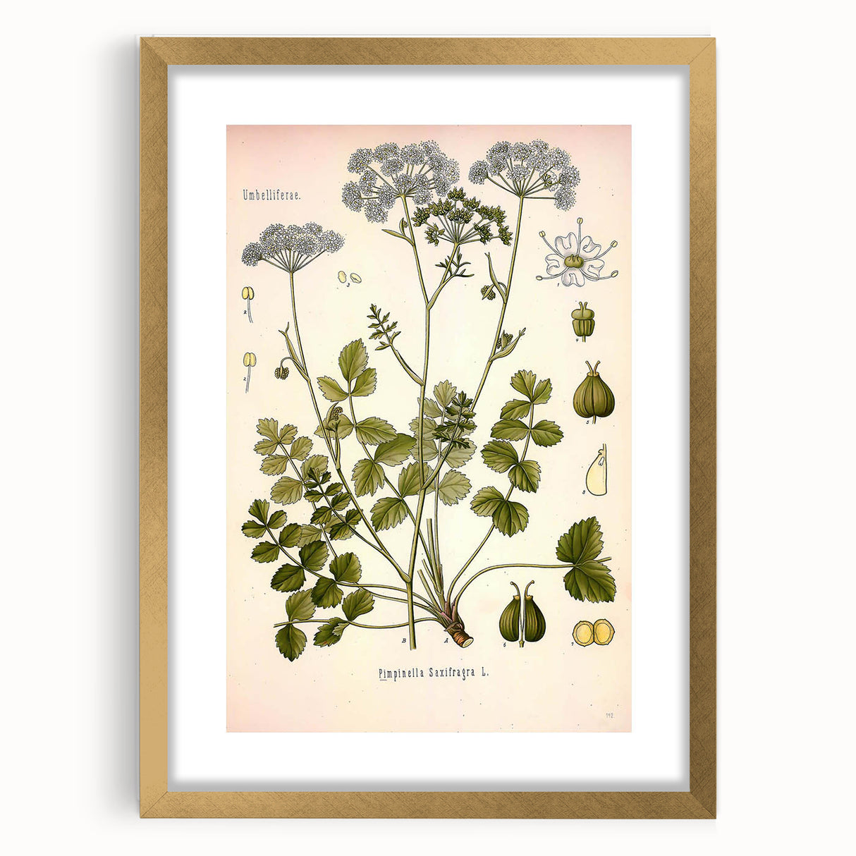 Vintage Botanical Illustration of Pimpinella Plant Art Print