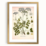 Vintage Botanical Illustration of Pimpinella Plant Art Print