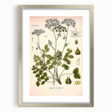 Vintage Botanical Illustration of Pimpinella Plant Art Print