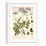 Vintage Botanical Illustration of Pimpinella Plant Art Print