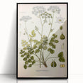Vintage Botanical Illustration of Pimpinella Plant Art Print