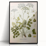 Vintage Botanical Illustration of Pimpinella Plant Art Print
