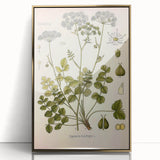 Vintage Botanical Illustration of Pimpinella Plant Art Print
