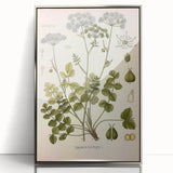 Vintage Botanical Illustration of Pimpinella Plant Art Print