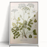 Vintage Botanical Illustration of Pimpinella Plant Art Print