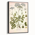 Vintage Botanical Illustration of Pimpinella Plant Art Print