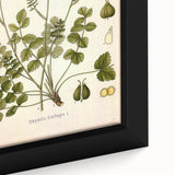 Vintage Botanical Illustration of Pimpinella Plant Art Print