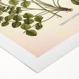 Vintage Botanical Illustration of Pimpinella Plant Art Print