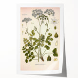 Vintage Botanical Illustration of Pimpinella Plant Art Print