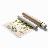 Vintage Botanical Illustration of Pimpinella Plant Art Print