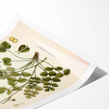 Vintage Botanical Illustration of Pimpinella Plant Art Print