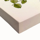 Vintage Botanical Illustration of Pimpinella Plant Art Print