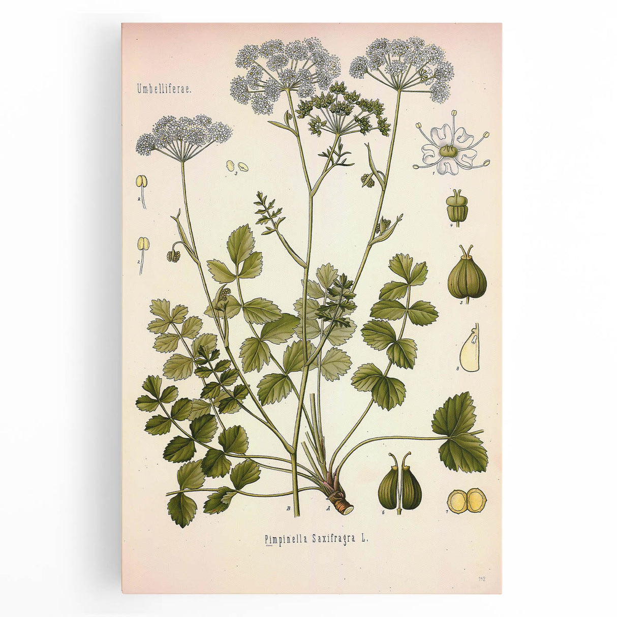 Vintage Botanical Illustration of Pimpinella Plant Art Print
