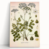 Vintage Botanical Illustration of Pimpinella Plant Art Print
