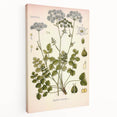 Vintage Botanical Illustration of Pimpinella Plant Art Print