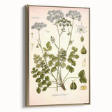 Vintage Botanical Illustration of Pimpinella Plant Art Print
