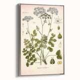Vintage Botanical Illustration of Pimpinella Plant Art Print