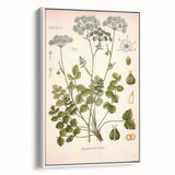 Vintage Botanical Illustration of Pimpinella Plant Art Print