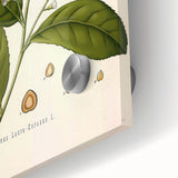 Vintage Botanical Illustration of Prunus Plant Art Print