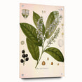Vintage Botanical Illustration of Prunus Plant Art Print
