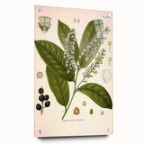 Vintage Botanical Illustration of Prunus Plant Art Print