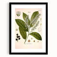 Vintage Botanical Illustration of Prunus Plant Art Print