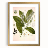 Vintage Botanical Illustration of Prunus Plant Art Print