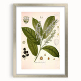 Vintage Botanical Illustration of Prunus Plant Art Print