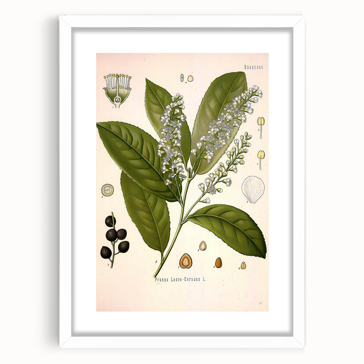 Vintage Botanical Illustration of Prunus Plant Art Print