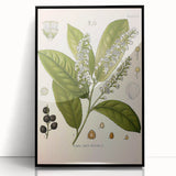 Vintage Botanical Illustration of Prunus Plant Art Print