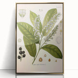 Vintage Botanical Illustration of Prunus Plant Art Print