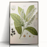 Vintage Botanical Illustration of Prunus Plant Art Print