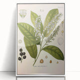 Vintage Botanical Illustration of Prunus Plant Art Print