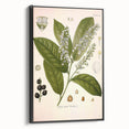 Vintage Botanical Illustration of Prunus Plant Art Print