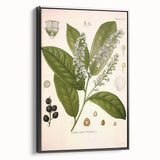 Vintage Botanical Illustration of Prunus Plant Art Print