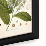 Vintage Botanical Illustration of Prunus Plant Art Print