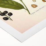 Vintage Botanical Illustration of Prunus Plant Art Print