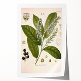 Vintage Botanical Illustration of Prunus Plant Art Print