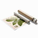 Vintage Botanical Illustration of Prunus Plant Art Print