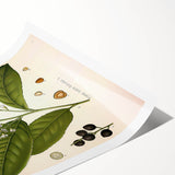 Vintage Botanical Illustration of Prunus Plant Art Print